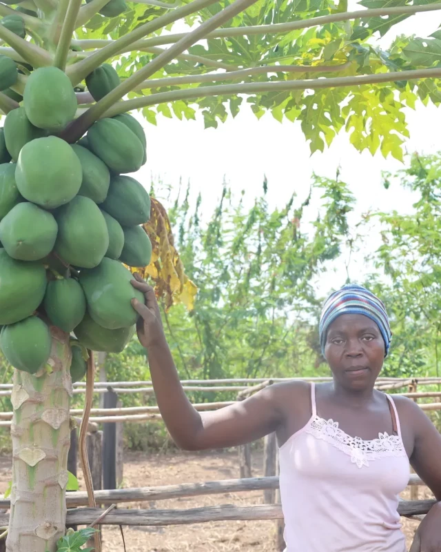 A woman in a pink top and striped headscarf stands beside a papaya tree heavy with fruit at a Forest Gardens smallholder plot