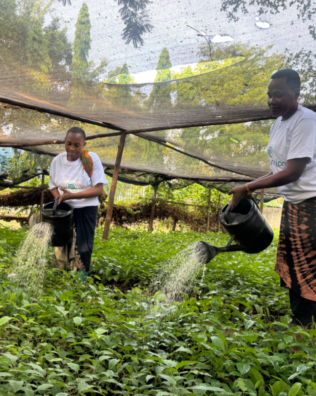 Two women water rows of green saplings inside a shaded nursery at a Forest Gardens project site