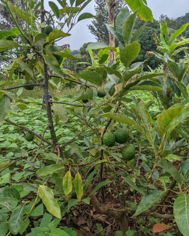 A young avocado tree bearing small green fruit growing in a lush leafy Forest Garden