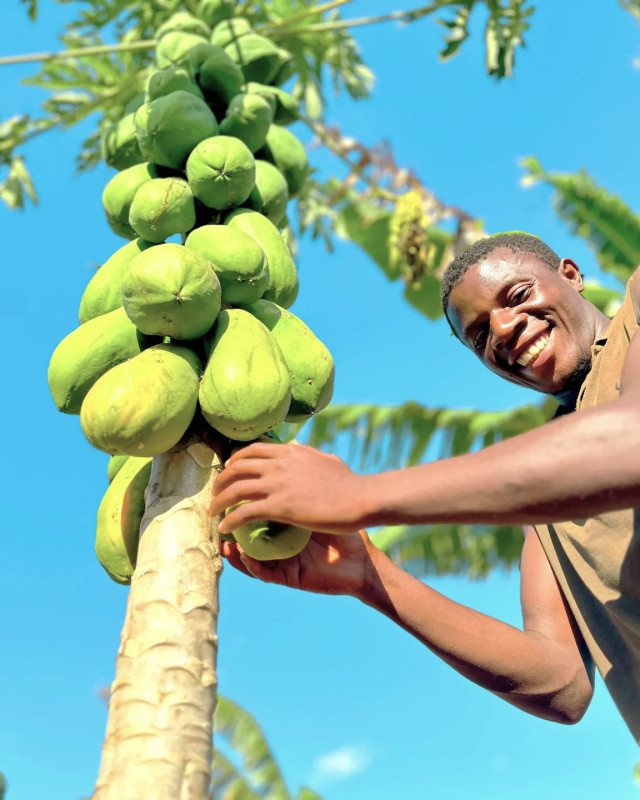 A smiling young farmer stands beside a papaya tree heavy with green fruit at a Forest Gardens smallholder plot