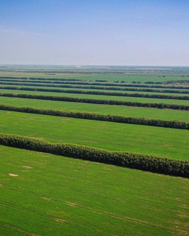 Aerial view of a Foundation agroforestry site: parallel green field strips divided by dense rows of windbreak trees, with a dirt path lined by autumn-coloured trees running along the right edge under a clear pale blue sky