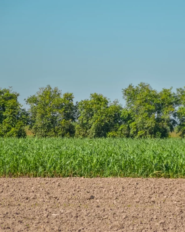 A Foundation planting site with tilled brown earth, bright green crops, and a dense row of trees under a clear blue sky