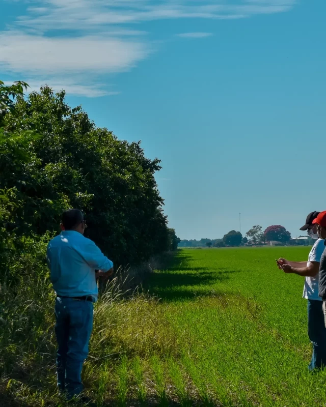 Three men standing at the edge of a bright green field beside a tall row of trees at a Foundation project site