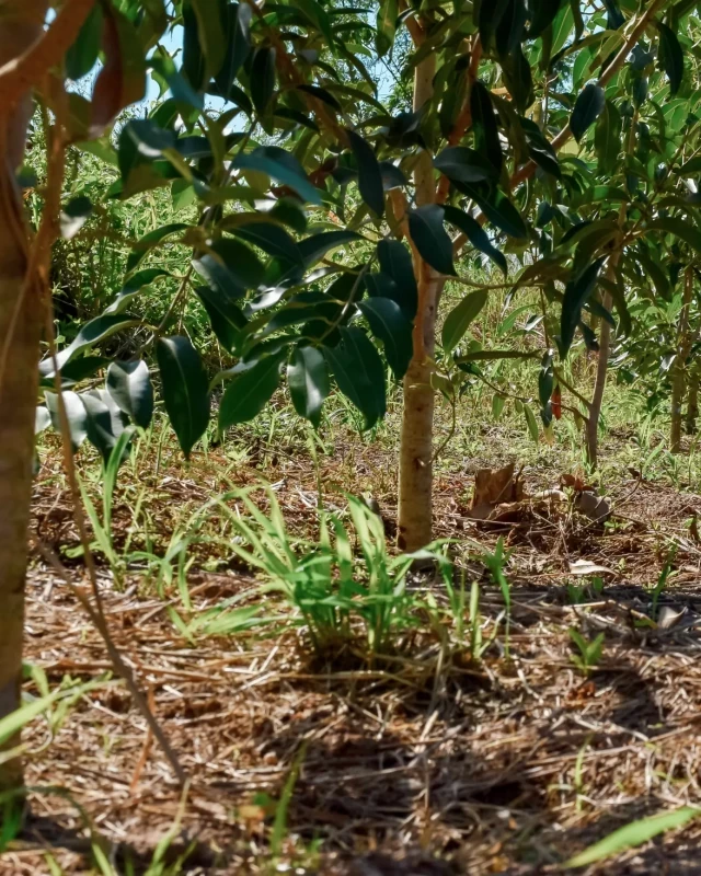 Close-up of young saplings with thin trunks growing out of dry grass at a Foundation agroforestry site
