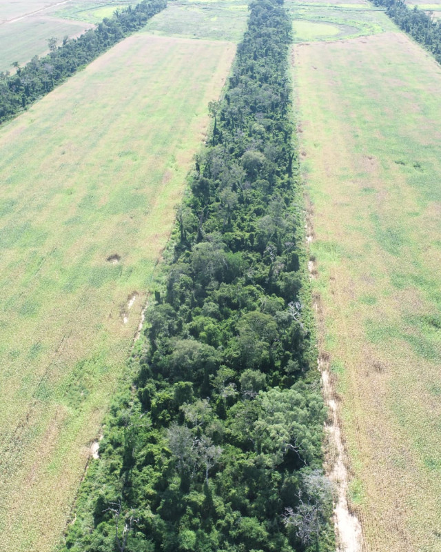 Aerial view of a Foundation agroforestry corridor: a long dense strip of forest trees cutting through parallel green crop fields, seen from above looking toward the horizon under a pale sky