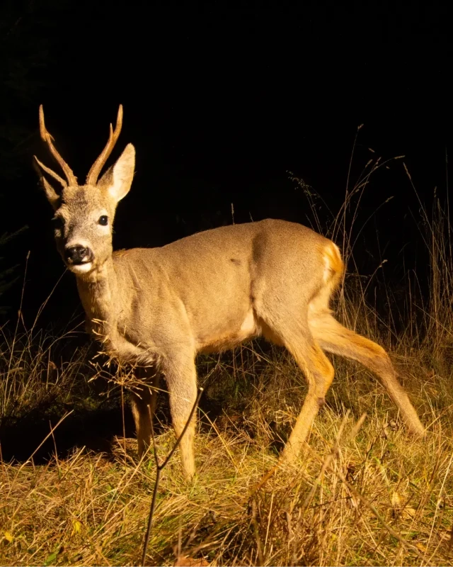 A roe deer standing in tall dry grass at night, a biodiversity signal tracked at Mission project sites