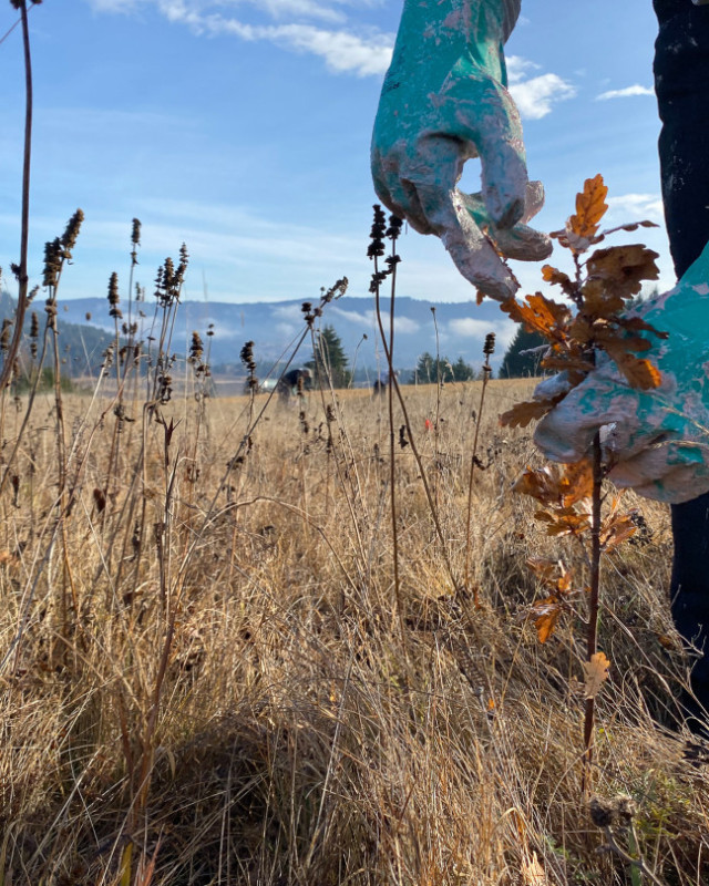 A person wearing turquoise gloves tending a small oak sapling in a dry grassy field with mountains beyond at a Mission project