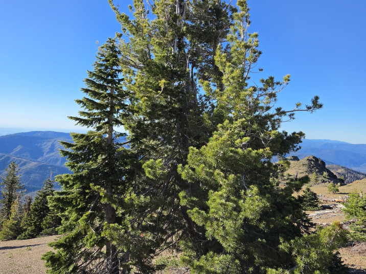 Pinus monticola