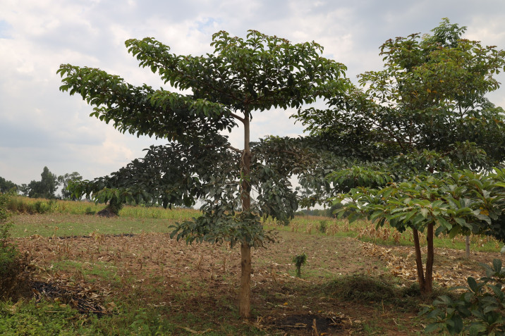 Terminalia superba