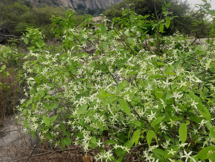 Wrightia tinctoria