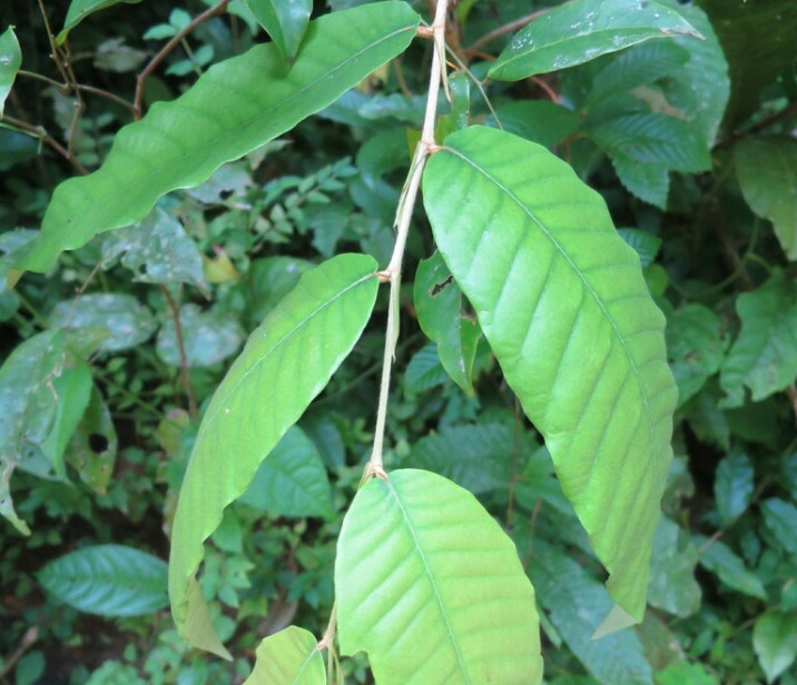Parinari excelsa