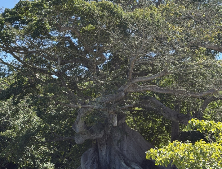 Ceiba pentandra