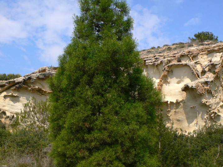 Tetraclinis articulata