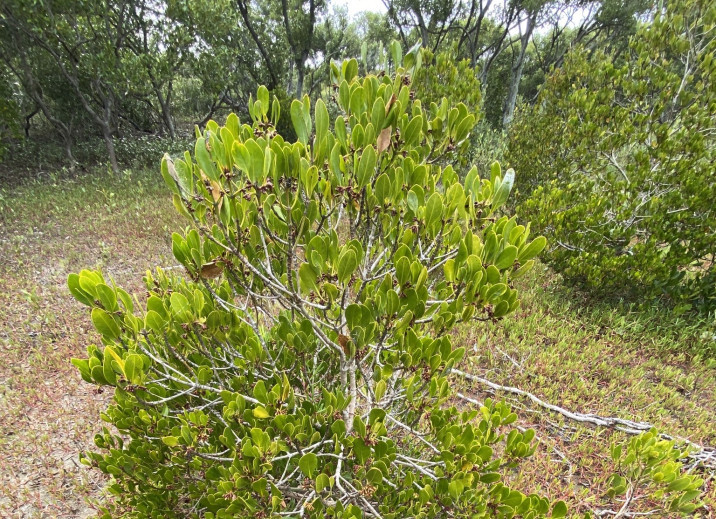 Ceriops tagal
