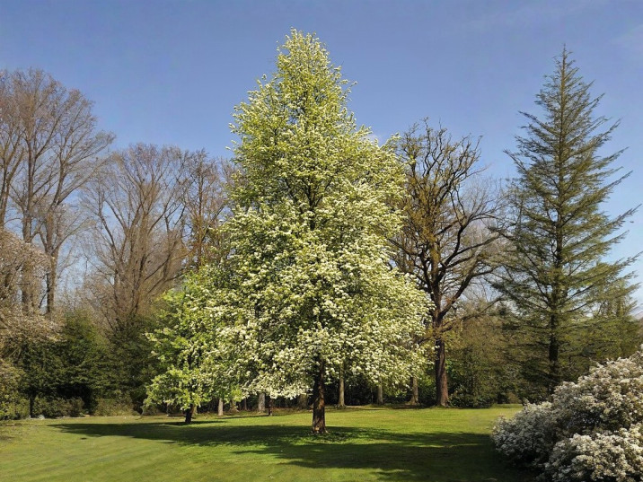 Pyrus pyraster