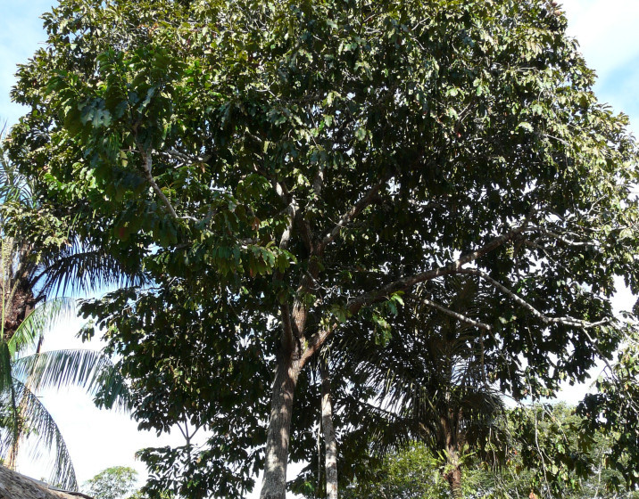Bertholletia excelsa