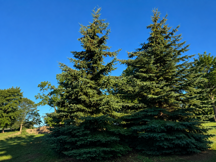 Picea glauca