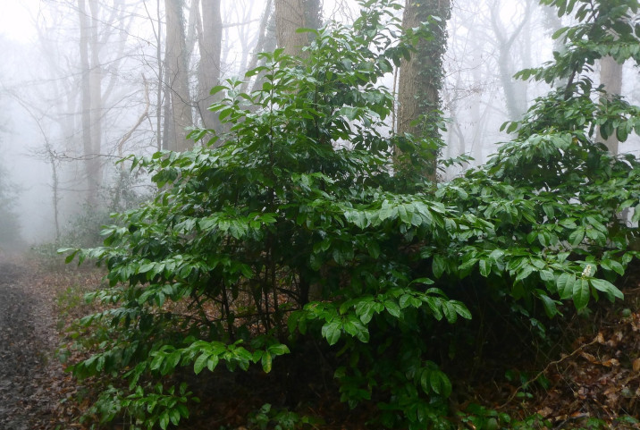 Prunus laurocerasus