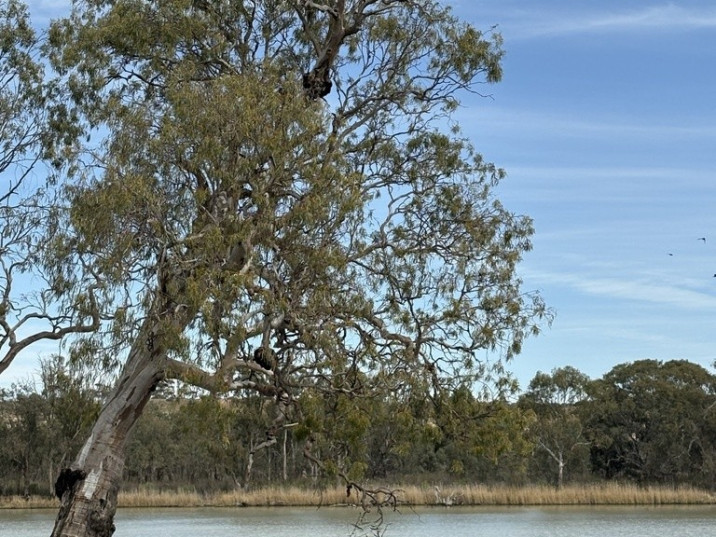 Eucalyptus camaldulensis