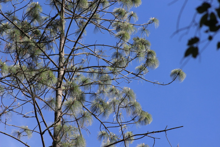 Pinus pseudostrobus