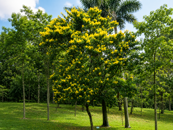 Paubrasilia echinata