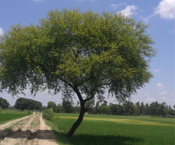 Acacia nilotica