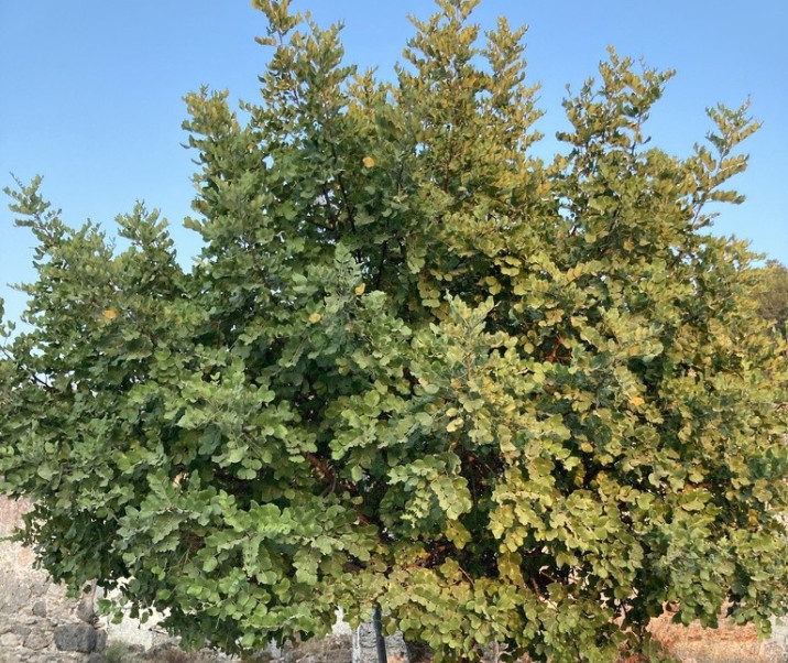 Ceratonia siliqua