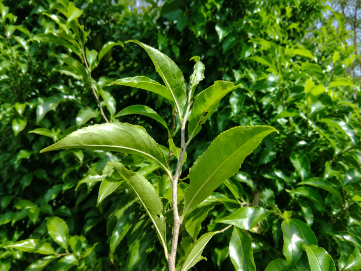Casearia decandra