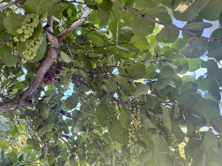 Coccoloba uvifera