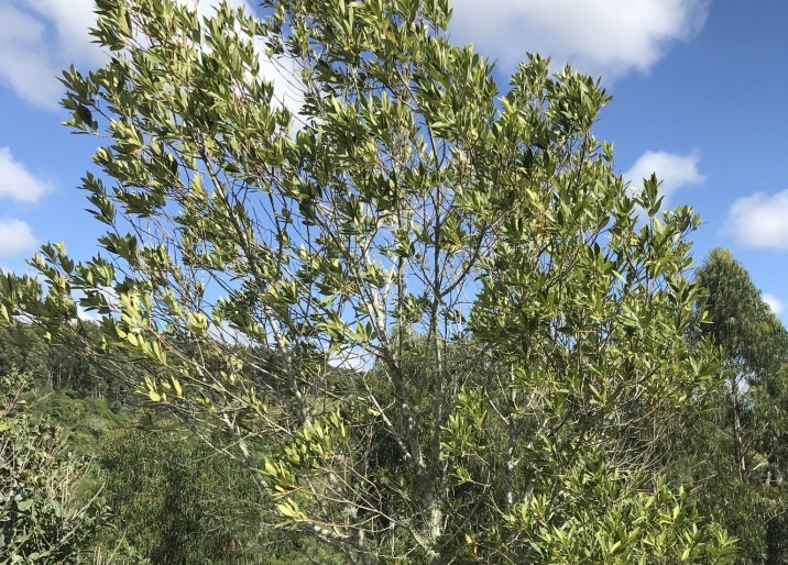 Myrsine coriacea