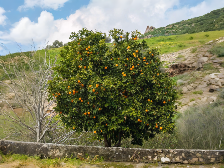 Citrus reticulata