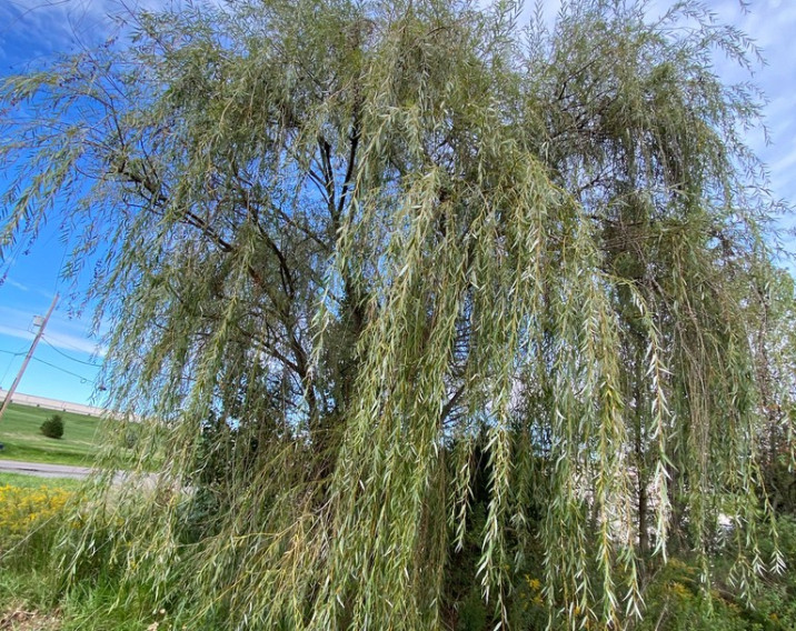 Salix matsudana