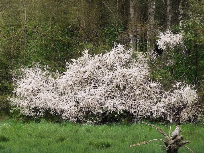 Prunus spinosa