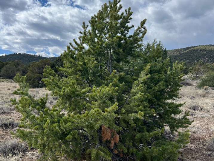 Pinus flexilis