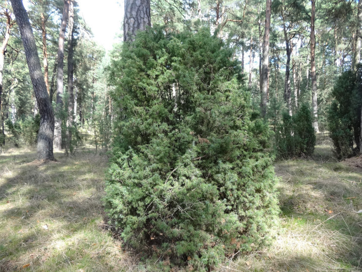 Juniperus communis