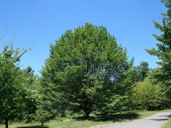 Carpinus betulus