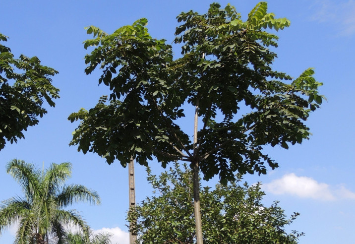 Centrolobium tomentosum