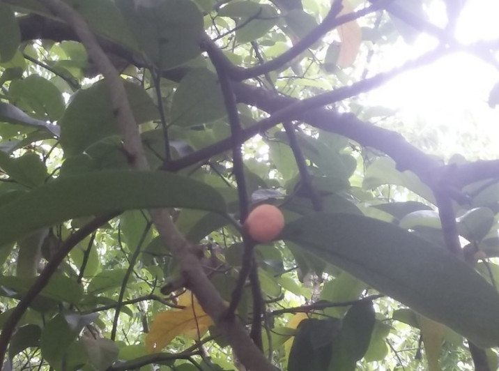 Artocarpus lacucha