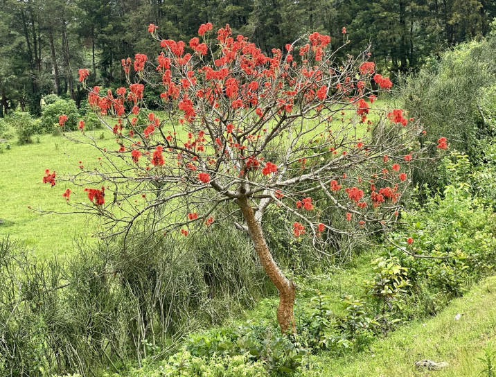 Erythrina abyssinica