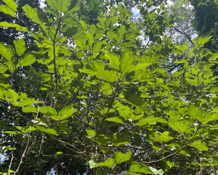 Ficus vallis-choudae