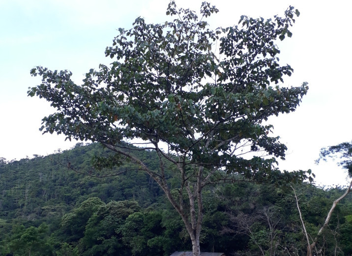 Ochroma pyramidale