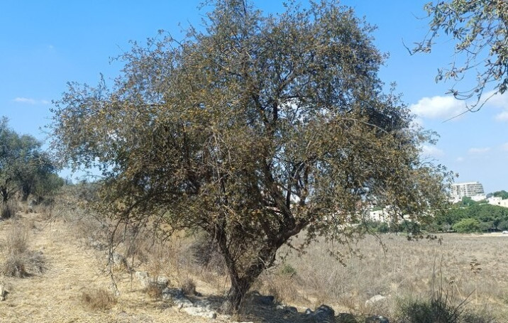 Crataegus azarolus