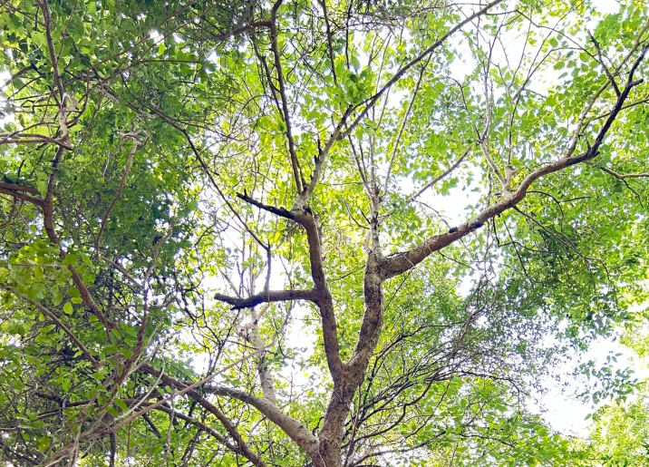 Maclura tinctoria