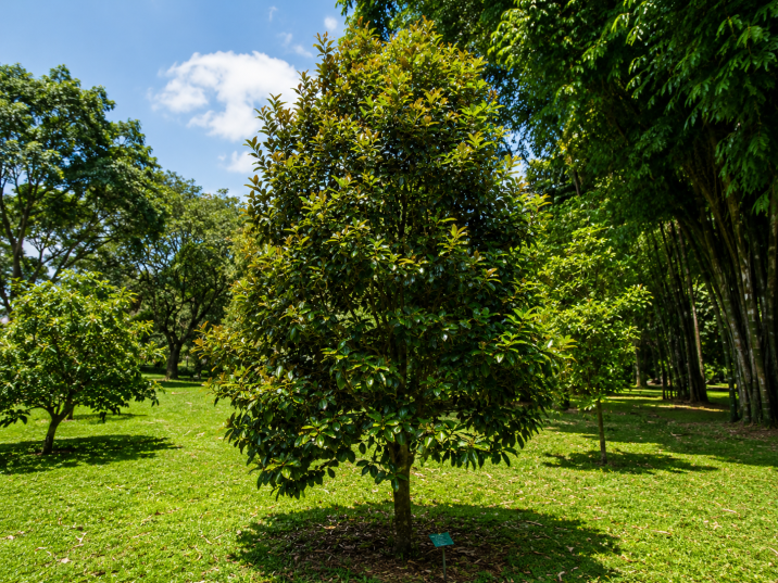 Eugenia brasiliensis