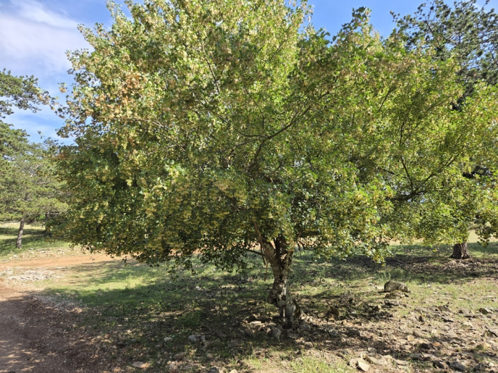 Acer monspessulanum