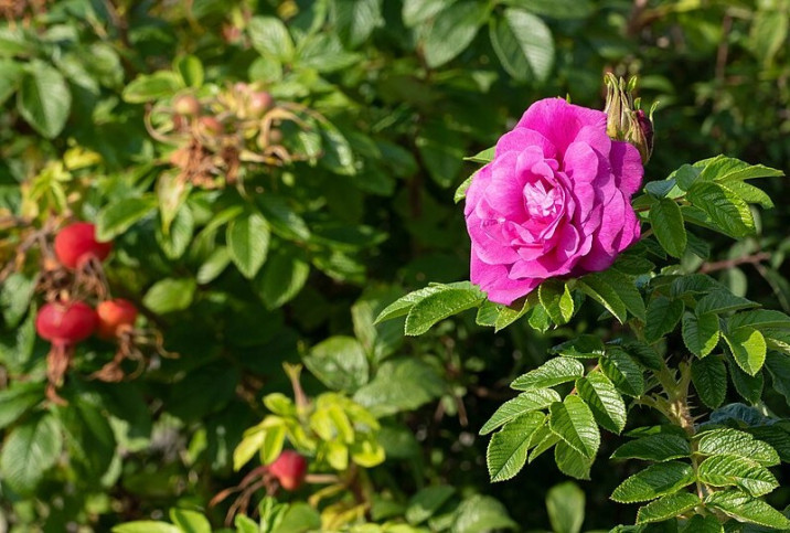 Rosa rugosa