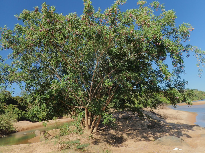 Clitoria fairchildiana