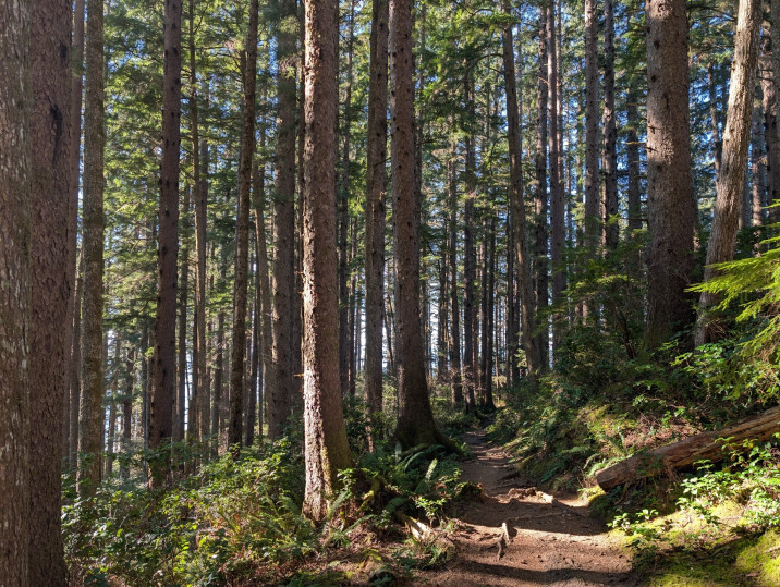 Picea sitchensis