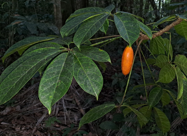 Jacaratia digitata