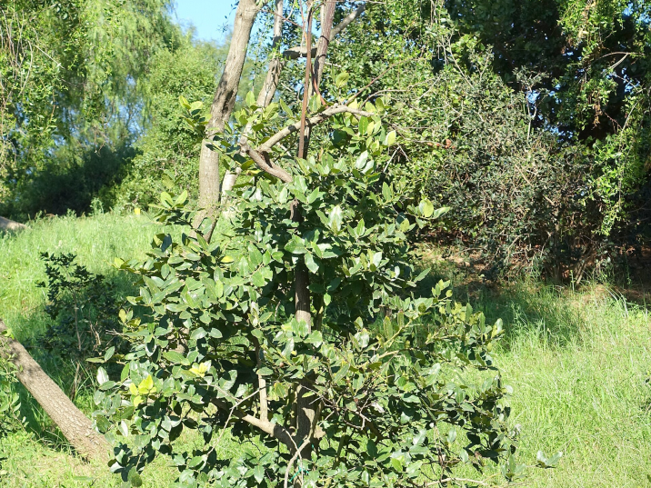 Citronella mucronata